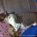Photo of Puppy Theo (On Trial 19/9/13)