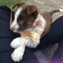 Photo of Puppy Theo (On Trial 19/9/13)