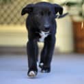 Photo of Puppy Ace (On Trial 1/9/13)