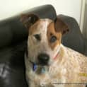 Photo of Rusty (2) (On Trial 8/9/13)
