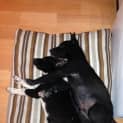 Photo of Puppy Ace (On Trial 1/9/13)