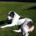 Photo of Phoebe (On Hold Pending Adoption)