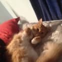 Photo of Foxie