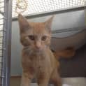 Photo of Oscar