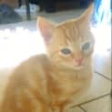 Photo of Cheddar