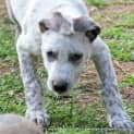 Photo of Puppy Maddie (On Trial 5/9/13)