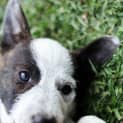 Photo of Puppy Patch (On Trial 11/9/13)