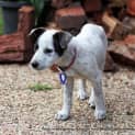 Photo of Puppy Patch (On Trial 11/9/13)