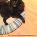 Photo of Macy (2) (On Trial 1/9/13)