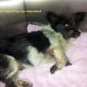 Photo of Gemma ~ 3 Legged Wonder Dog! (On Trial 28/8/13)
