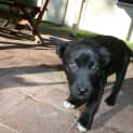 Photo of Puppy Nukka (On Trial 30/8/13)