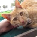 Photo of Jimmy...Loves Kids, Cats And Dogs