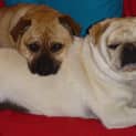 Photo of Pugsley