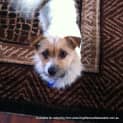 Photo of Biscuit (On Trial 29/8/13)