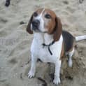 Photo of Chester