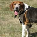 Photo of Chester