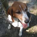 Photo of Chester