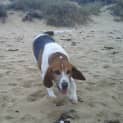 Photo of Chester