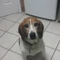 Photo of Chester