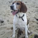 Photo of Chester