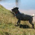 Photo of Lucky