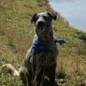 Photo of Lucky