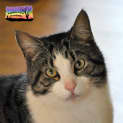 Photo of Freddie (Bn C173) 