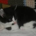 Photo of Morris