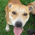 Photo of Buddy   Reduced Adoption Fee!