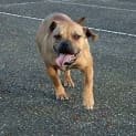 Photo of Ziva