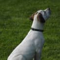 Photo of Jax **No More Enquiries Please**