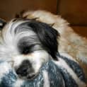 Photo of Opie (10/9/13)