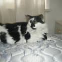 Photo of Lady