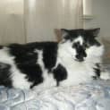 Photo of Lady