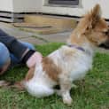 Photo of Roxie *On Trial In Her New Home*