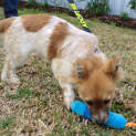 Photo of Roxie *On Trial In Her New Home*