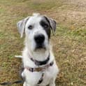 Photo of Koda 4 Year Old Wolfhound X