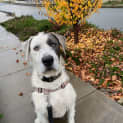Photo of Koda 4 Year Old Wolfhound X