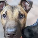 Photo of Steven 4 Month Old German Shepherd X (Trial)