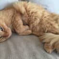 Photo of Gingy