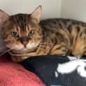 Photo of Samson (Sam)
