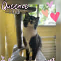 Photo of Queenie