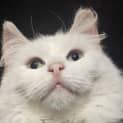 Photo of Pearl