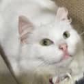 Photo of Pearl