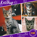 Photo of Ketchup