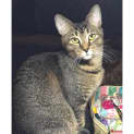 Photo of 8913 Kedi