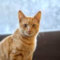 Photo of Sampson
