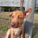 Photo of Jeremy 3 Month Old Mastiff X (Trial)