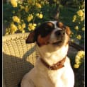 Photo of Connie..An Ideal Family Pooch!