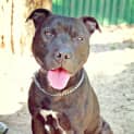Photo of Chili